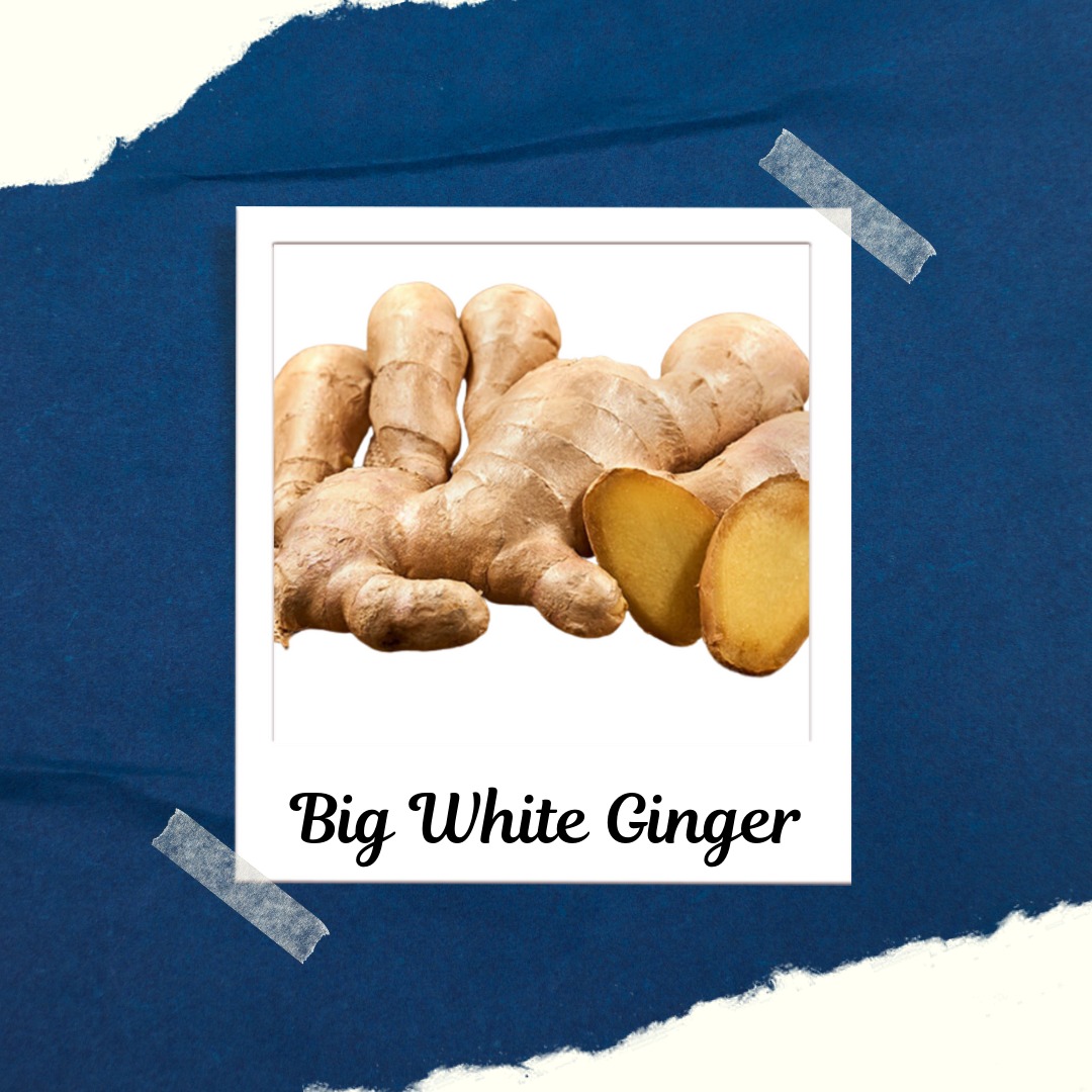 Big White Ginger